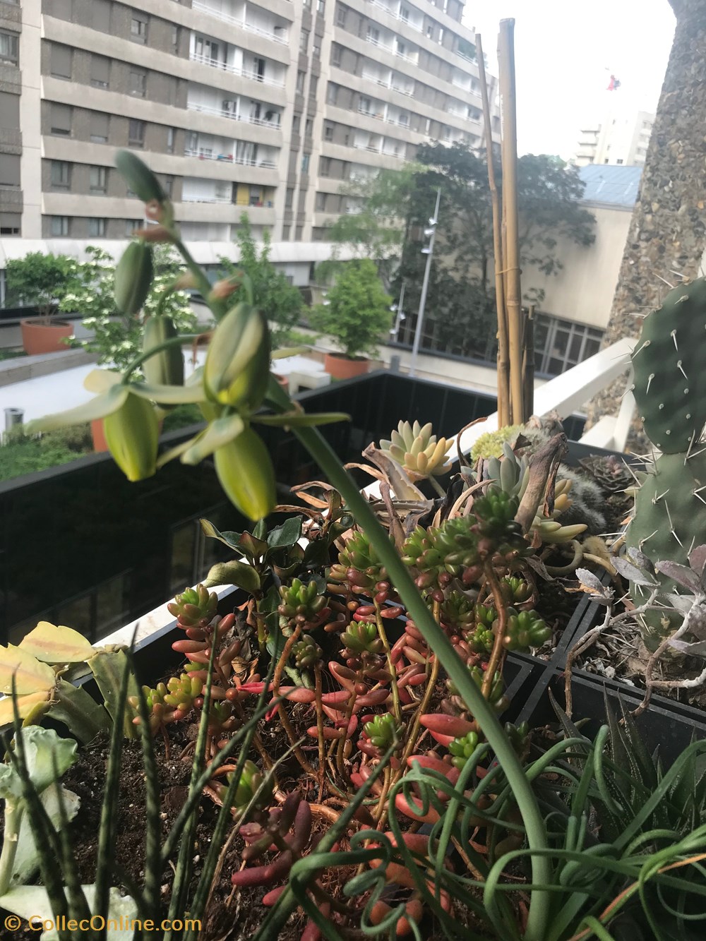 Albuca spiralis monde du vivant plantes cactus et succulentes albuca spiralis