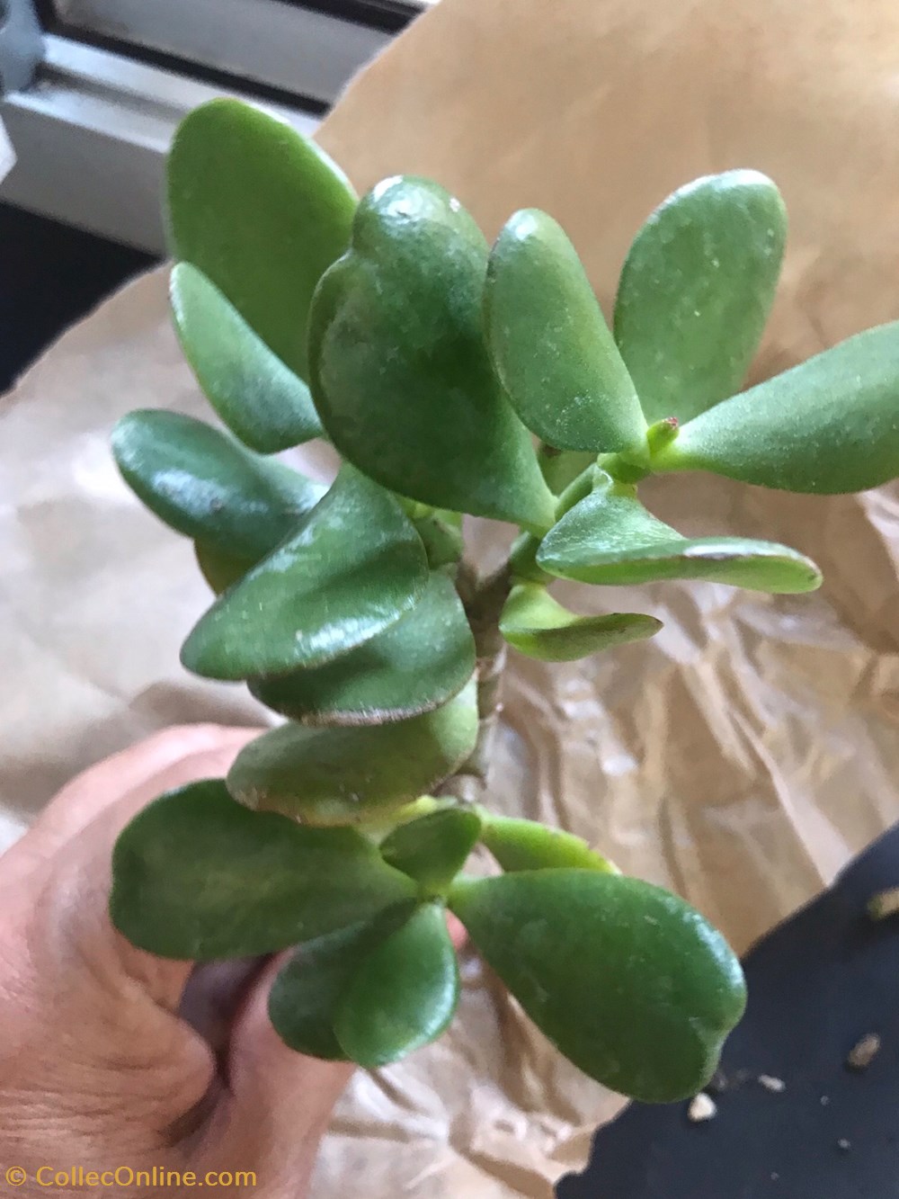 Crassula ovata arbre de jade monde du vivant plantes cactus et succulentes crassula ovata arbre de jade