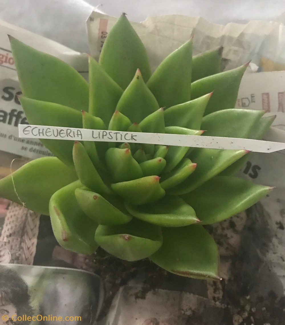 Echeveria lipstick monde du vivant plantes cactus et succulentes echeveria lipstick