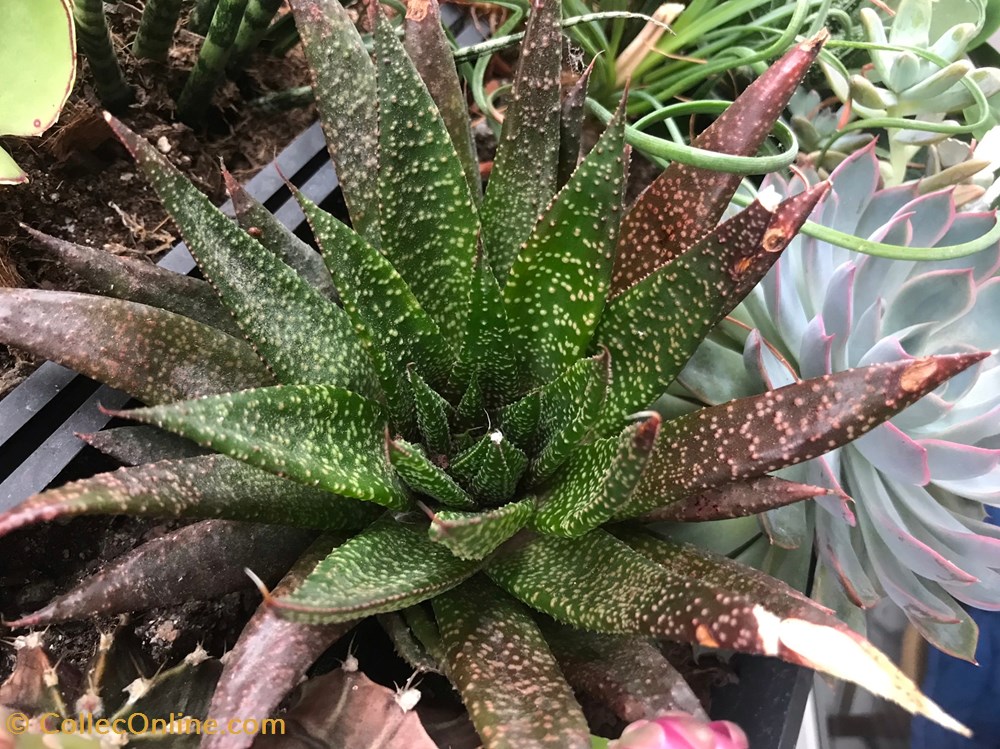 Gasteraloe flow monde du vivant plantes cactus et succulentes gasteraloe flow