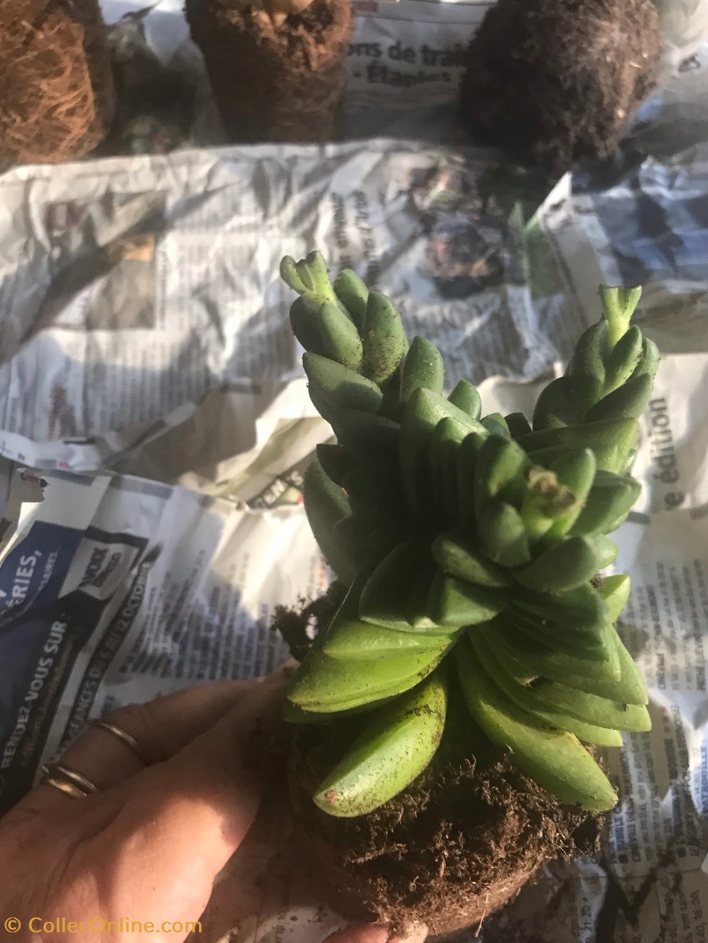 Crassula ben monde du vivant plantes cactus et succulentes crassula ben