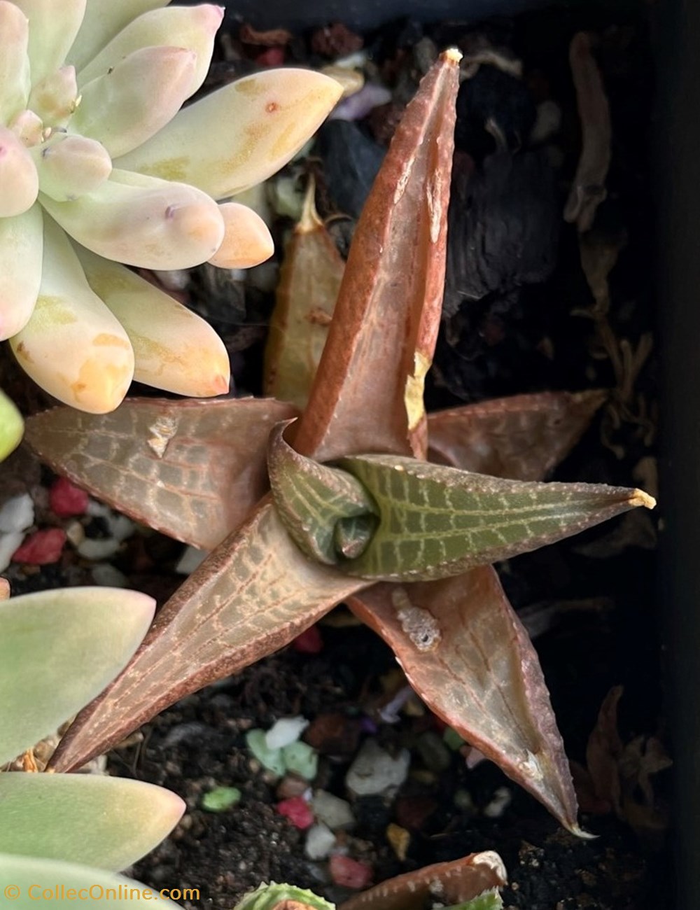 Haworthia tessellata alligator monde du vivant plantes cactus et succulentes haworthia tessellata alligator