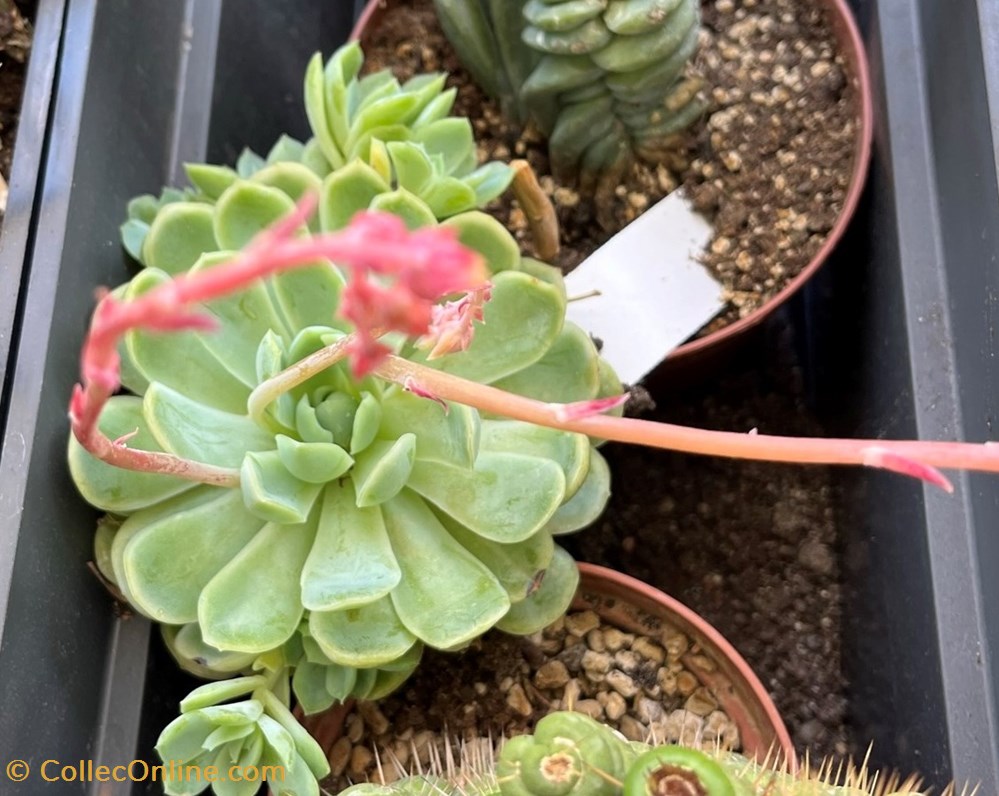 Echeveria elegans var. elegans monde du vivant plantes cactus et succulentes echeveria elegans var elegans