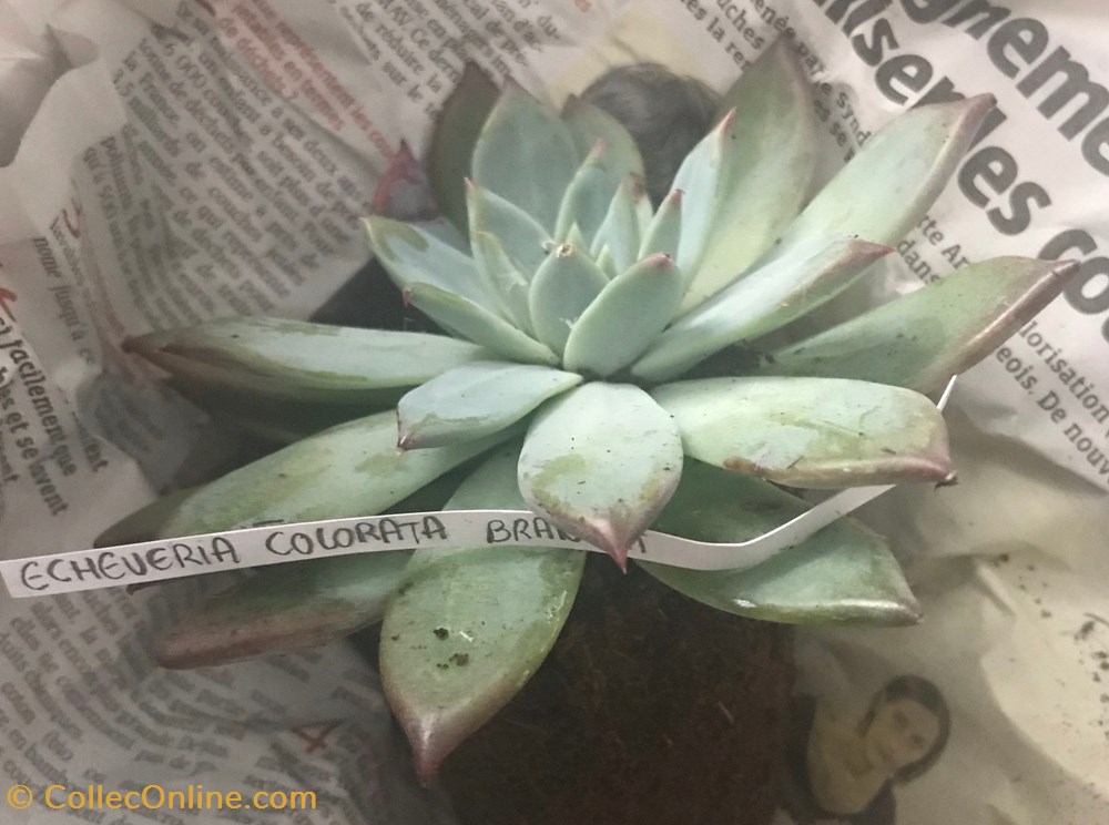 Echeveria colorata brandtii monde du vivant plantes cactus et succulentes echeveria colorata brandtii