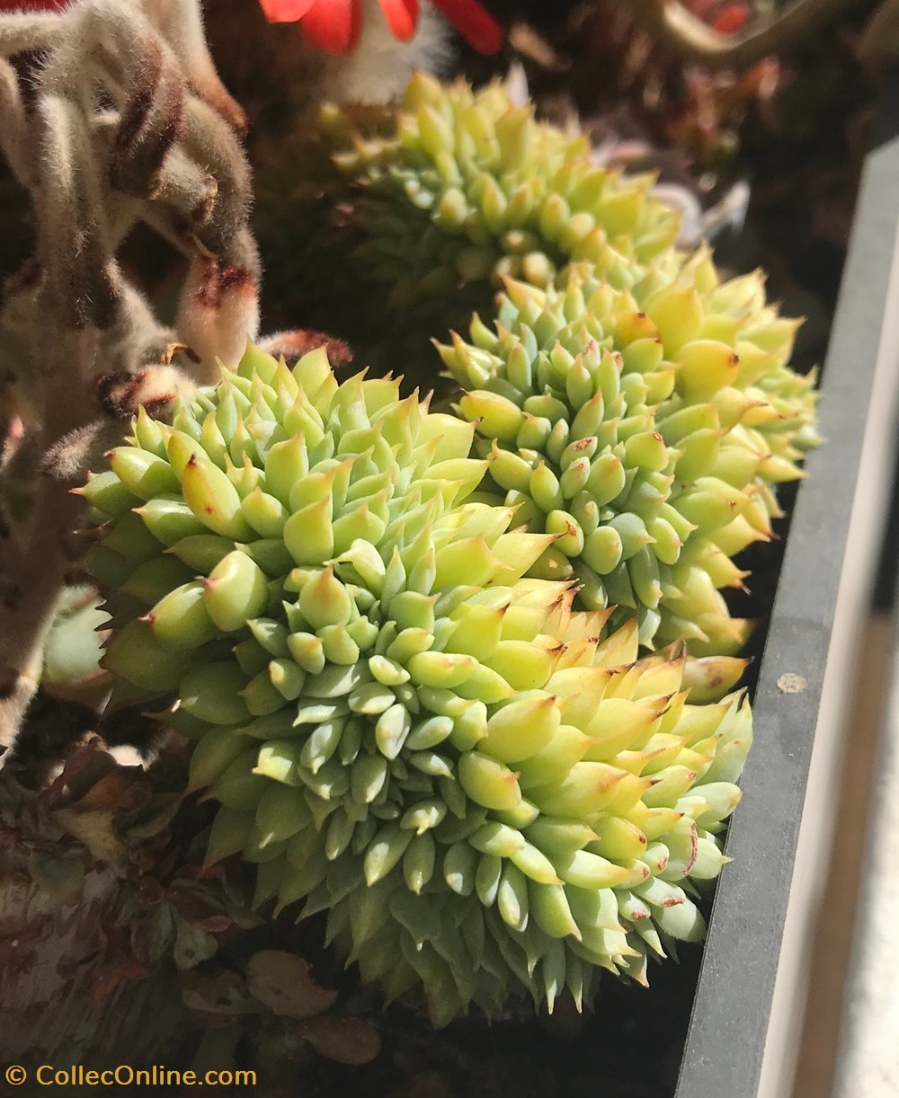 Echeverria "ramillette" forme cristata monde du vivant plantes cactus succulentes echeverria ramillette forme cristata