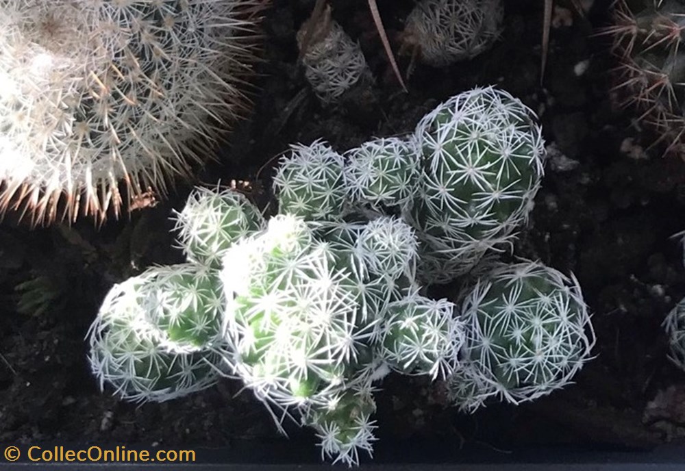 Mammillaria gracilis monde du vivant plantes cactus et succulentes mammillaria gracilis
