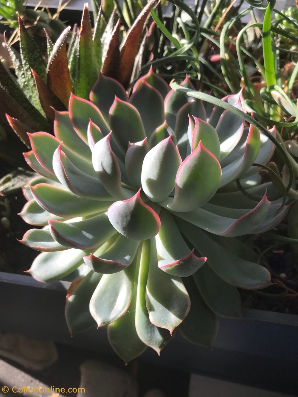 Echeveria Pulidonis monde du vivant plantes cactus et succulentes echeveria pulidonis