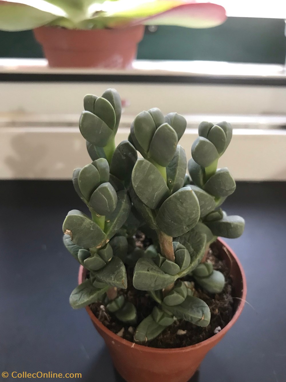 Delosperma lehmannii ou Corpuscularia lehmannii monde du vivant plantes cactus et succulentes delosperma lehmannii ou corpuscularia lehmannii