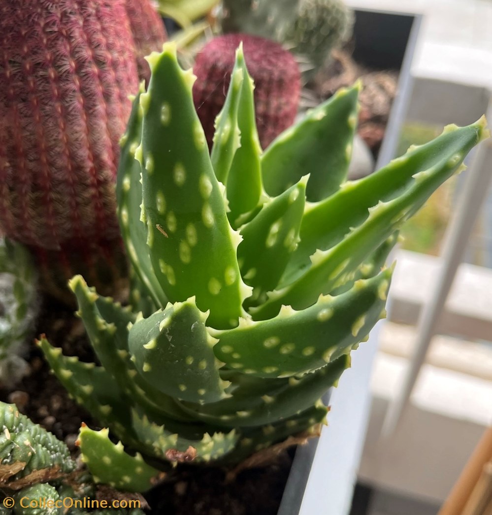 monde du vivant plantes cactus et succulentes aloe brevifolia