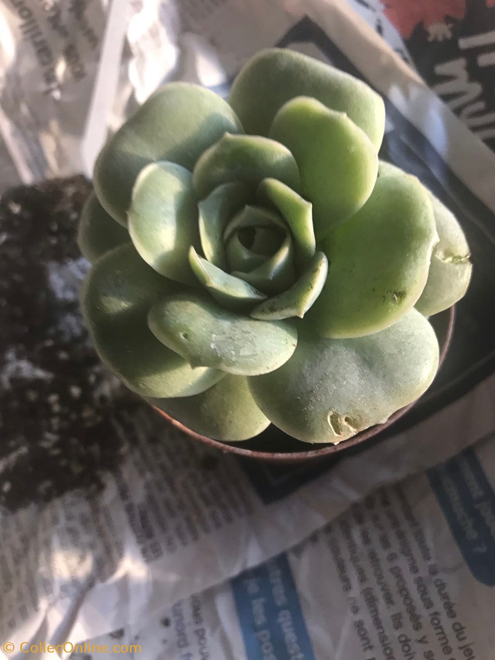 monde du vivant plantes cactus et succulentes echeveria lovely rose