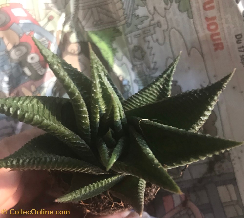 monde du vivant plantes cactus et succulentes haworthia limifolia twister