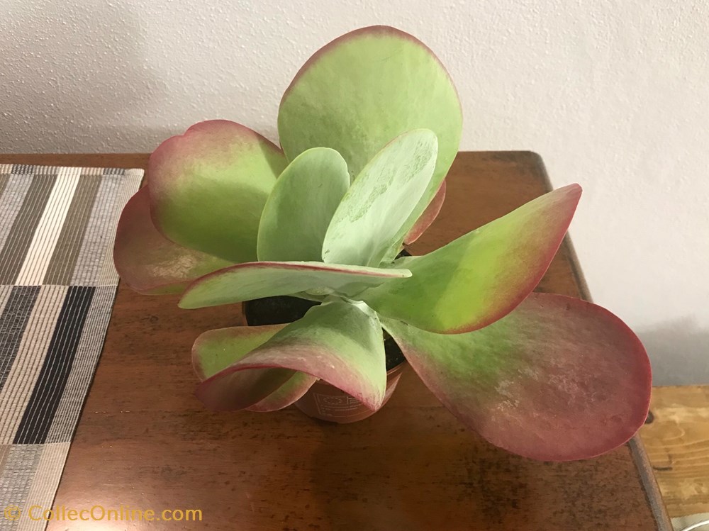 monde du vivant plantes cactus et succulentes kalanchoe thyrsiflora