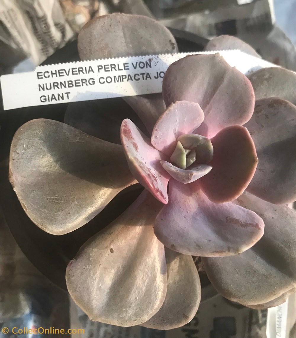 Echeveria Perle von Nürnberg compacta joy’s gian monde du vivant plantes cactus et succulentes echeveria perle von nurnberg compacta joy s gian