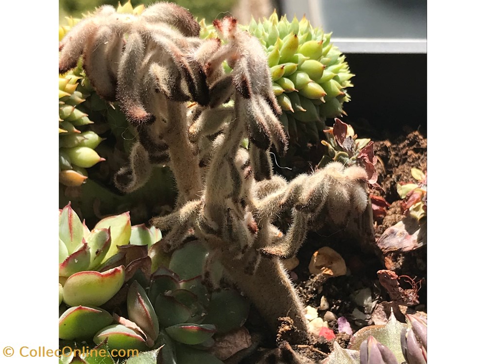 Kalanchoe tomentosa monde du vivant plantes cactus et succulentes kalanchoe tomentosa