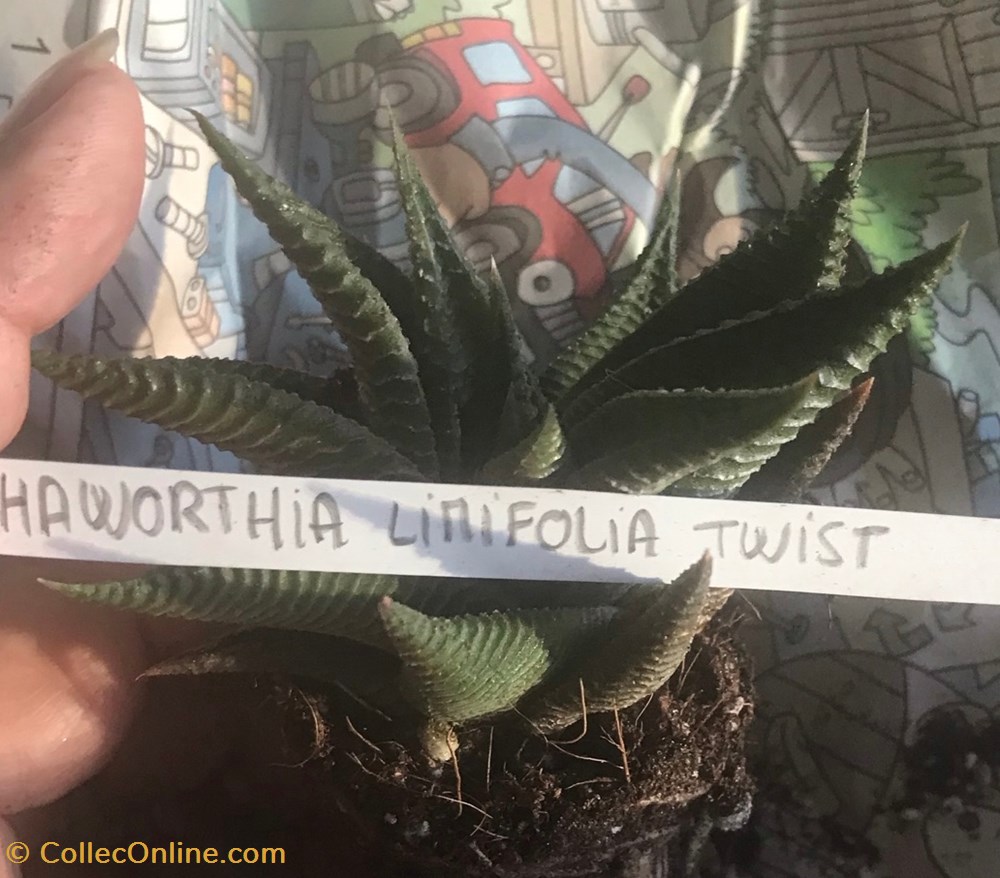 monde du vivant plantes cactus et succulentes haworthia limifolia twister