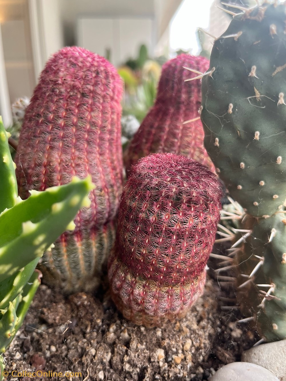 Echinocereus pectinatus var rubispinus monde du vivant plantes cactus et succulentes echinocereus pectinatus var rubispinus