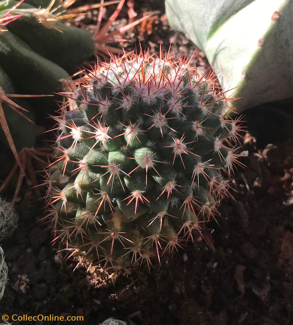 monde du vivant plantes cactus et succulentes parodia ayopayana