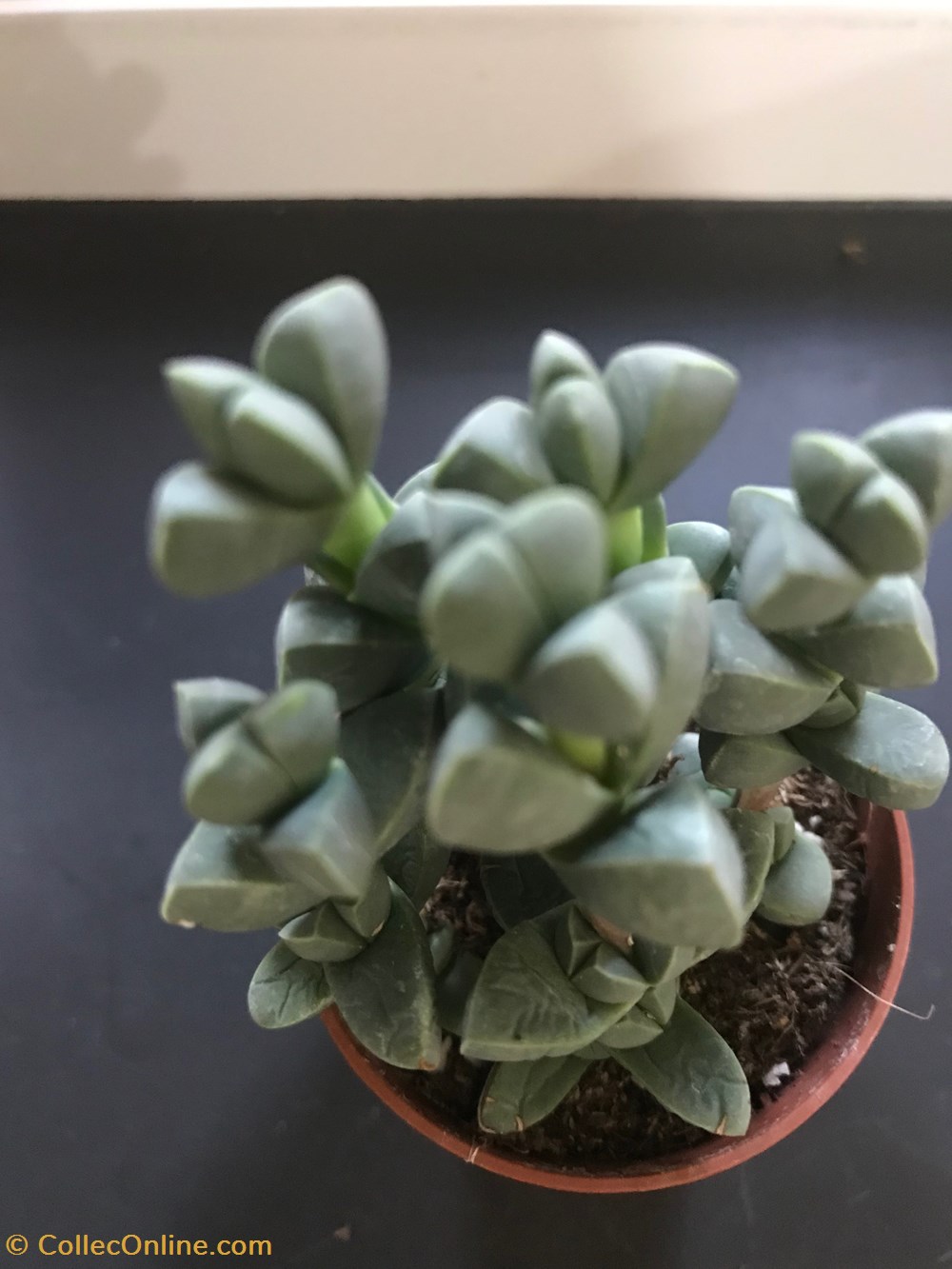 Delosperma lehmannii ou Corpuscularia lehmannii monde du vivant plantes cactus et succulentes delosperma lehmannii ou corpuscularia lehmannii