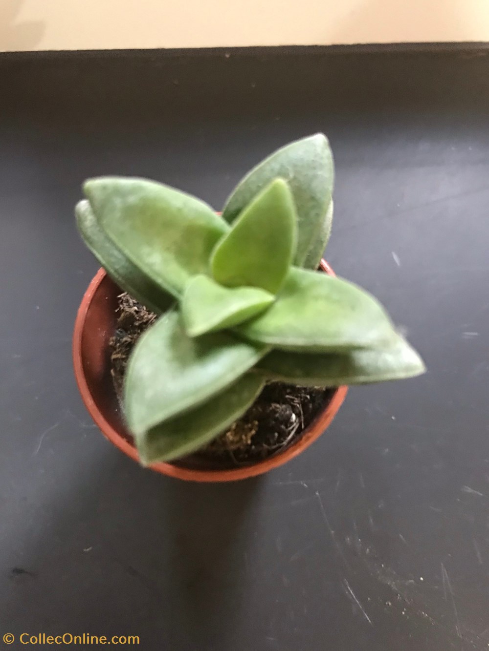 Crassula lactea monde du vivant plantes cactus et succulentes crassula lactea