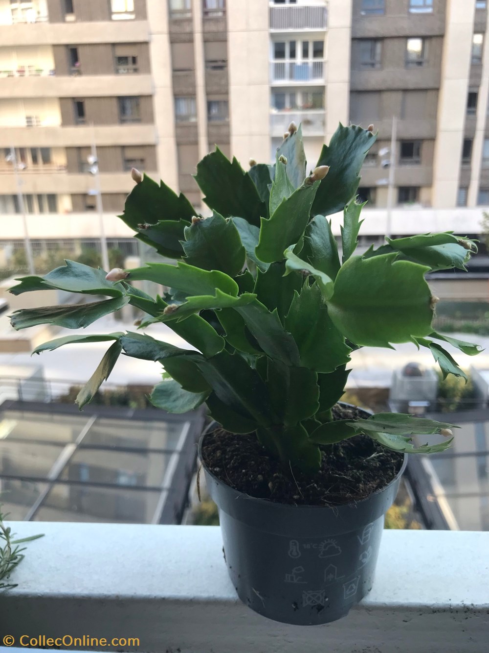 Schlumbergera (cactus de Noël)blanc monde du vivant plantes et succulentes schlumbergera cactus de noel blanc