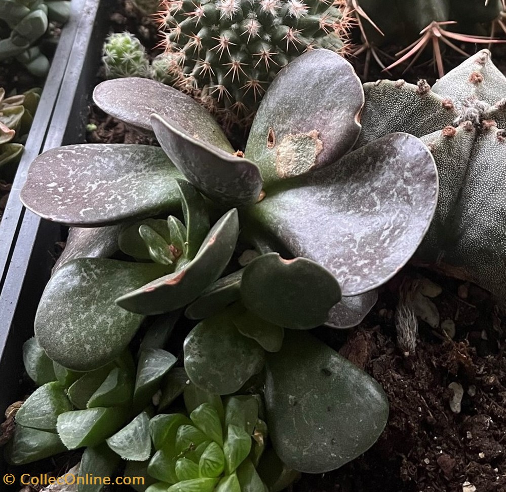 monde du vivant plantes cactus et succulentes kalanchoe marmorata