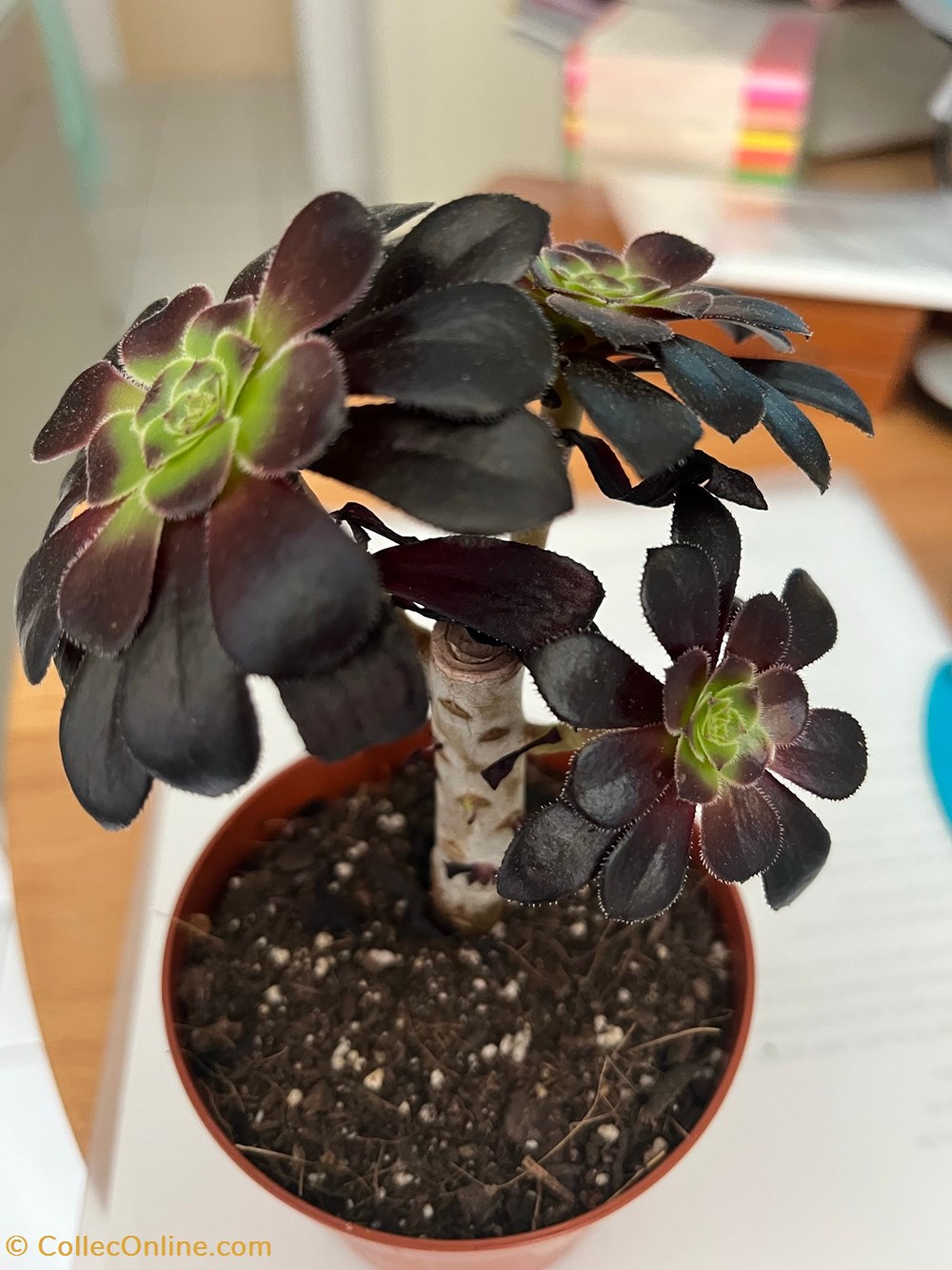 Aeonium arboreum monde du vivant plantes cactus et succulentes aeonium arboreum