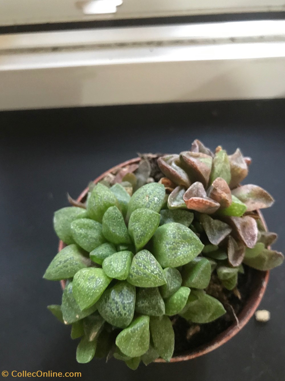 monde du vivant plantes cactus et succulentes haworthia cooperi