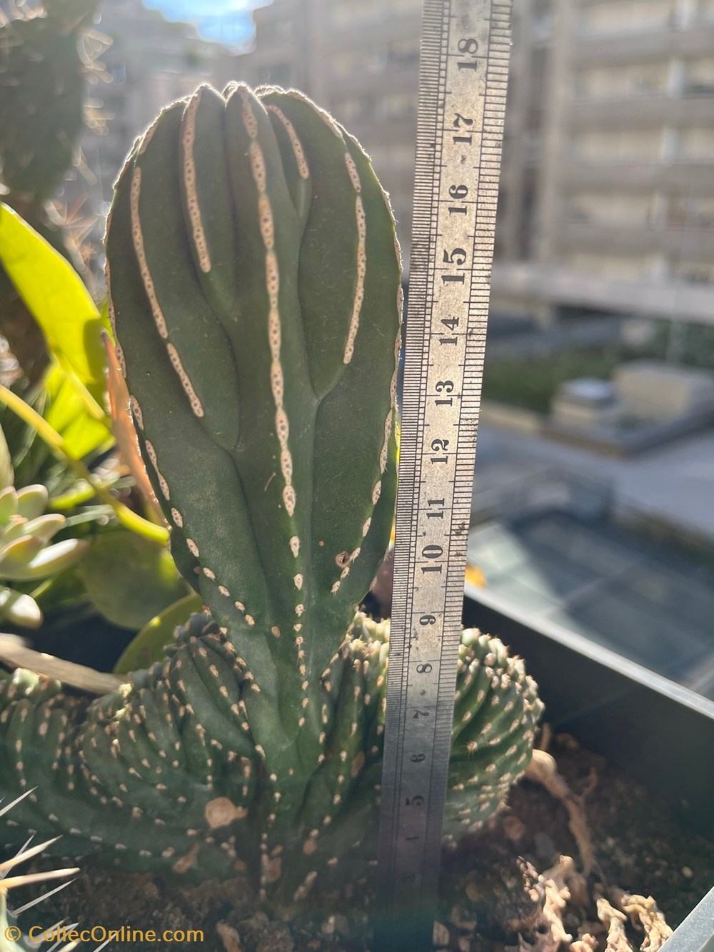 Marginatocereus marginatus cristata monde du vivant plantes cactus et succulentes marginatocereus marginatus cristata