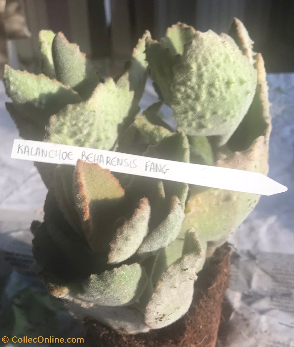 monde du vivant plantes cactus et succulentes kalanchoe beharensis fang
