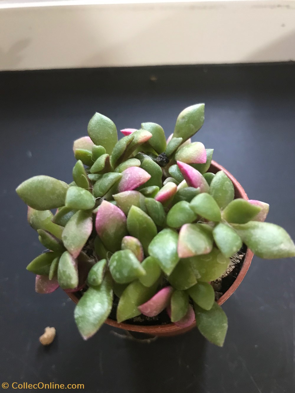 monde du vivant plantes cactus et succulentes anacampseros rufescens