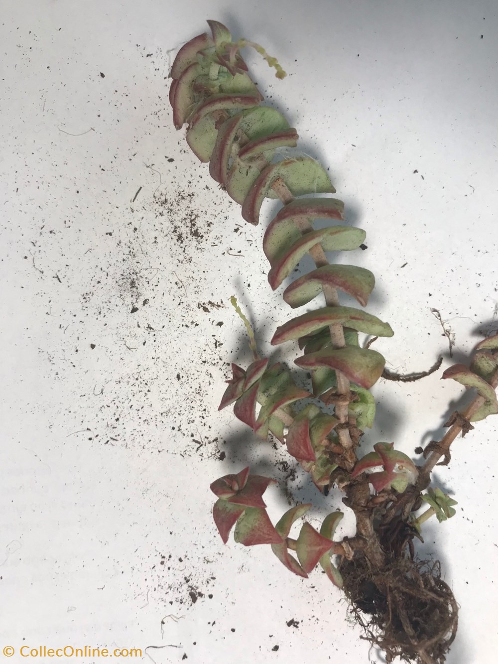 monde du vivant plantes cactus et succulentes crassula perforata variegata
