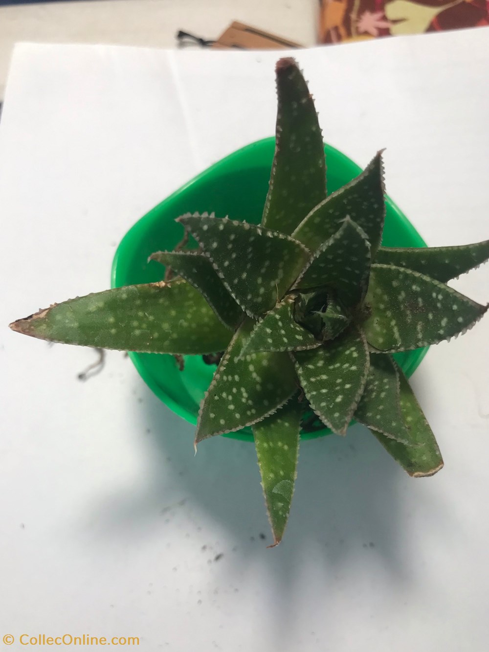 Gasteraloe flow monde du vivant plantes cactus et succulentes gasteraloe flow