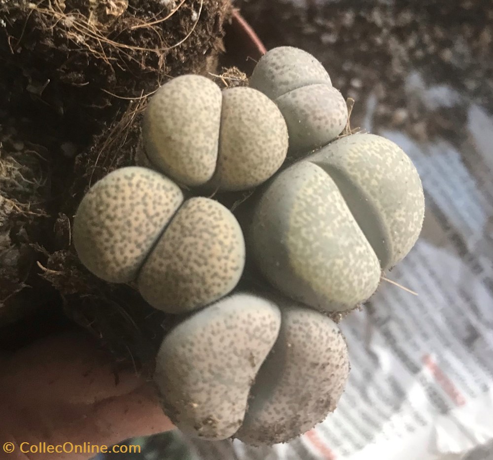 Lithops terricolor monde du vivant plantes cactus et succulentes lithops terricolor