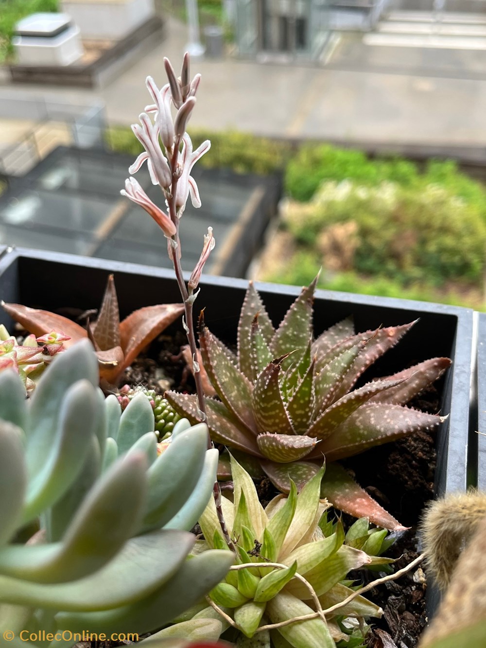 monde du vivant plantes cactus et succulentes echeveria hookerii ou pachyphytum hookeri