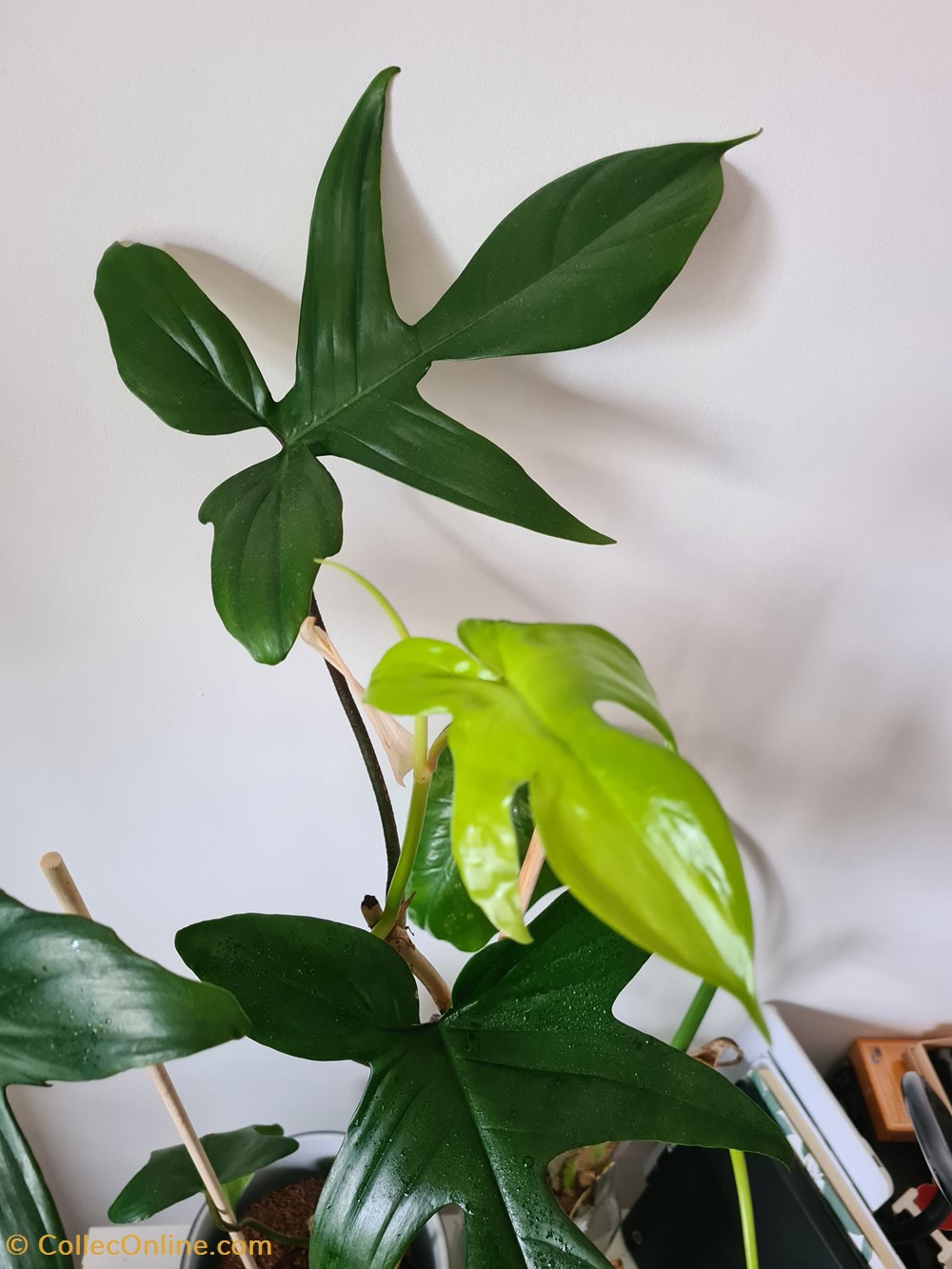Philodendron florida green monde du vivant plantes philodendron florida green