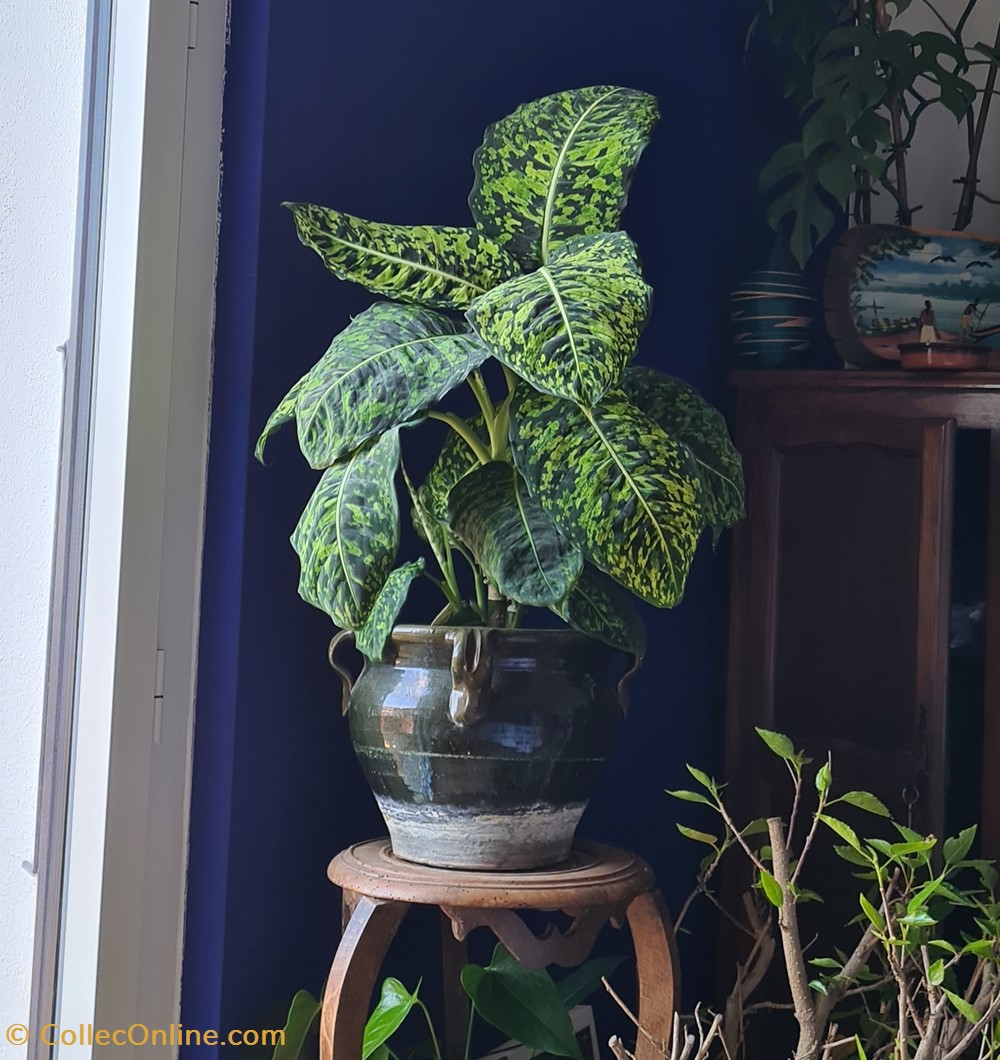 Dieffenbachia reflector monde du vivant plantes dieffenbachia reflector