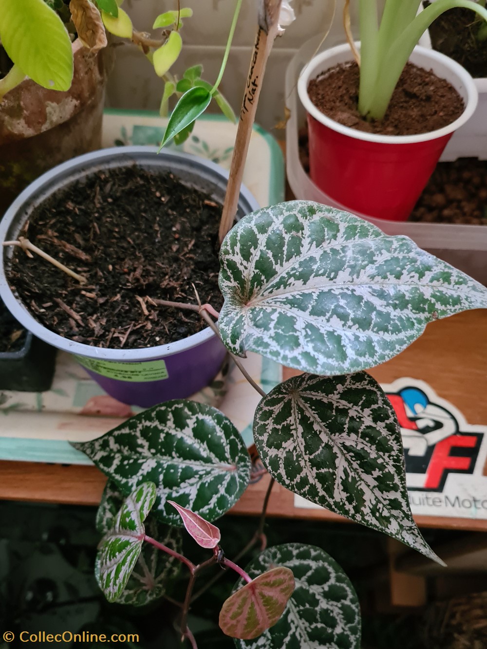 Crocatum monde du vivant plantes crocatum