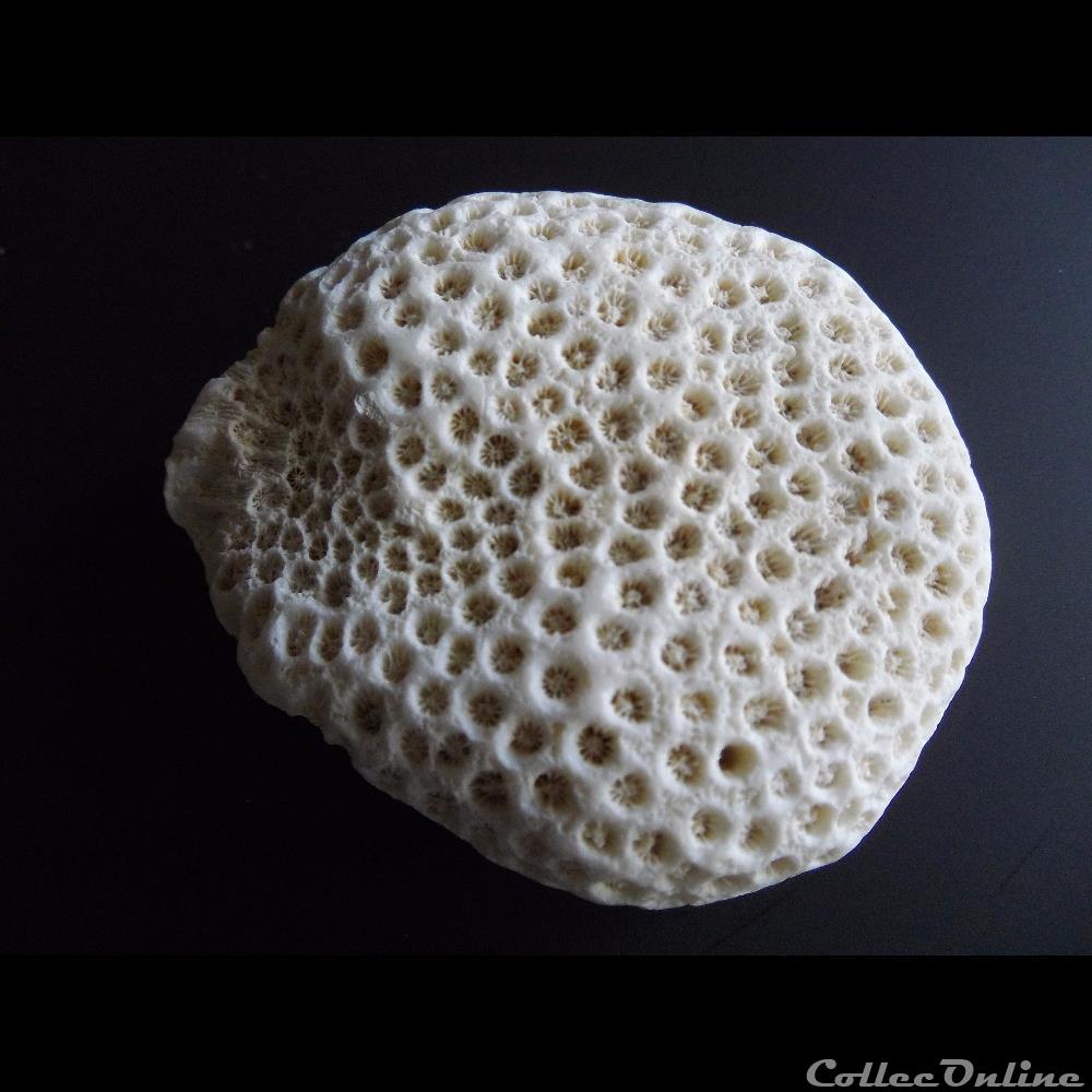 Eponge mineraux eponge