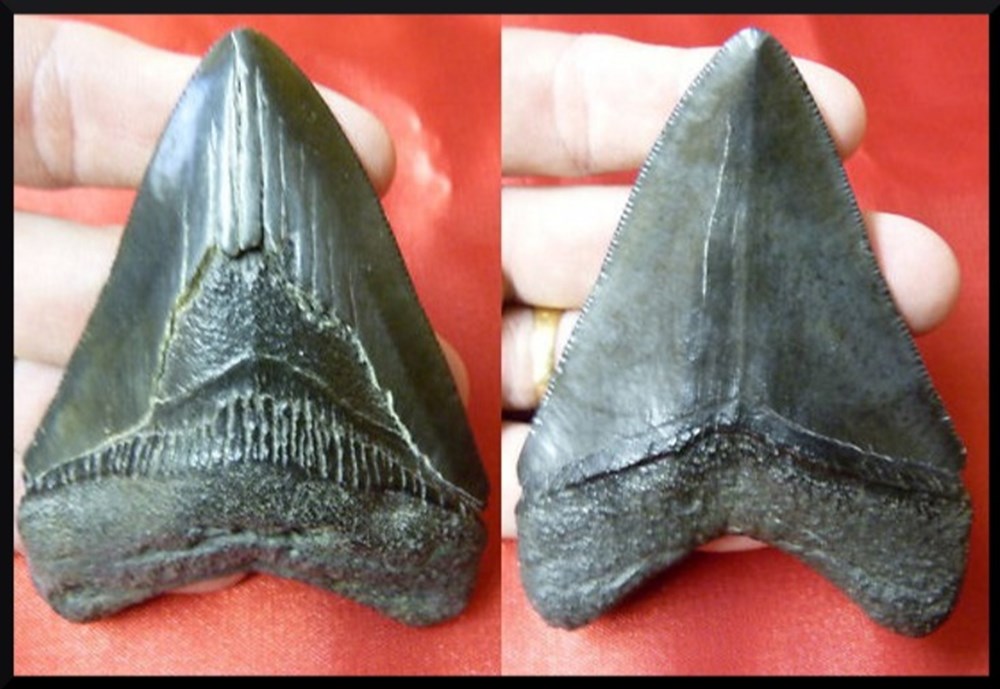 Dent de Mégalodon mineraux meteorites dent de megalodon