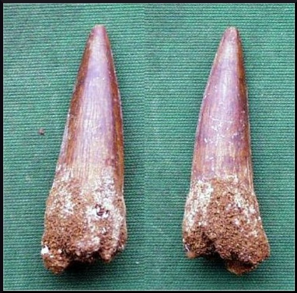 mineraux meteorites dent de spinosaure
