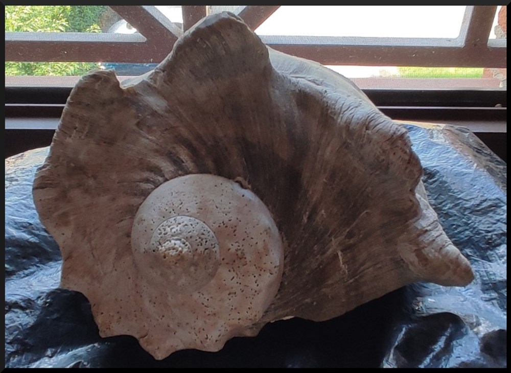 Gros Coquillage avec Nacre mineraux meteorites gros coquillage avec nacre