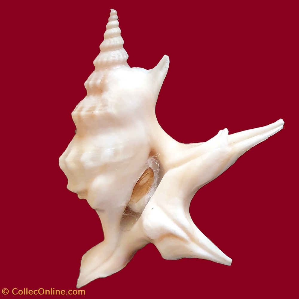 coquillages fossiles gastropoda aporrhais pespelecani