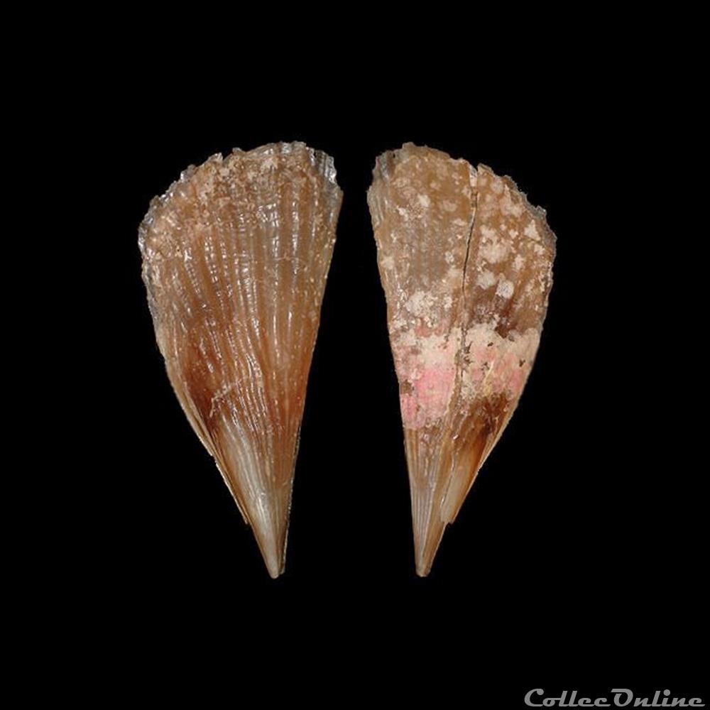 coquillages fossiles bivalvia pinnidae atrina seminuda lamarck 1819