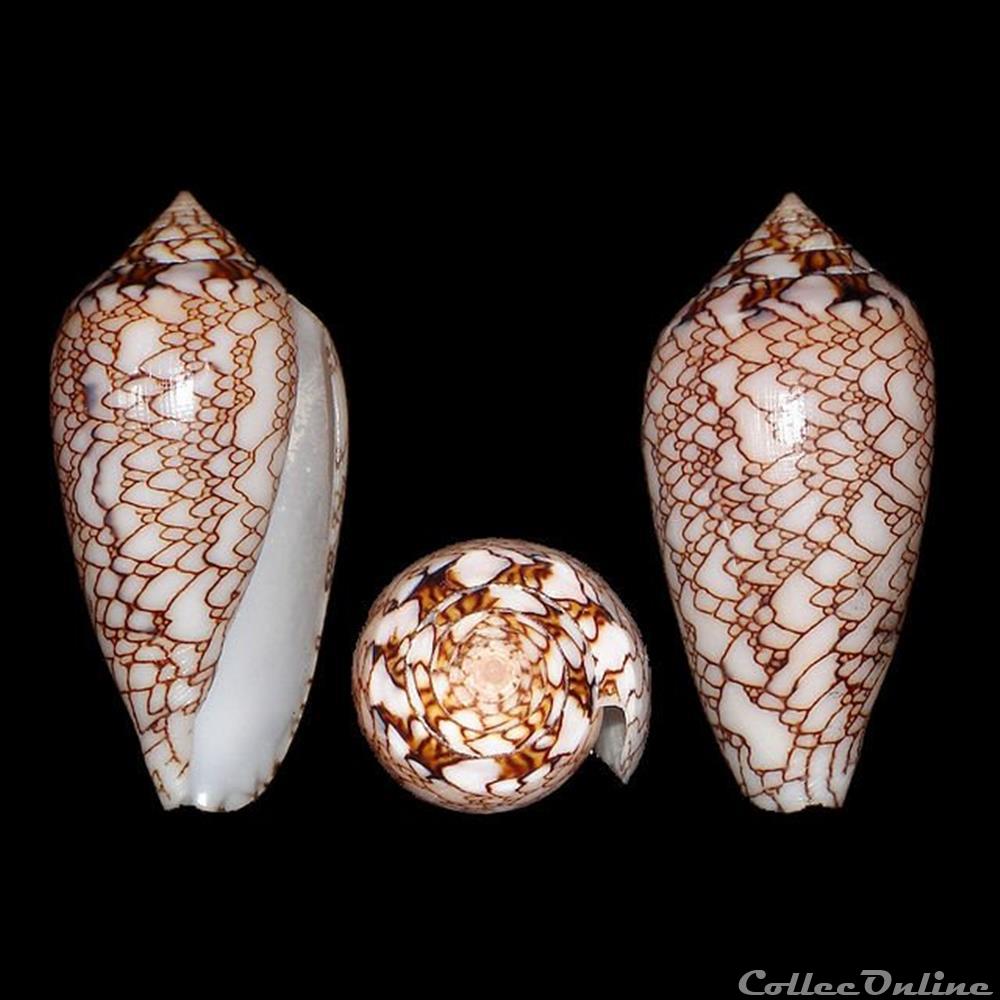 Cylinder archiepiscopus f. concatenatus (Kiener, 1849) coquillages fossiles gastropoda cylinder archiepiscopus f concatenatus kiener 1849