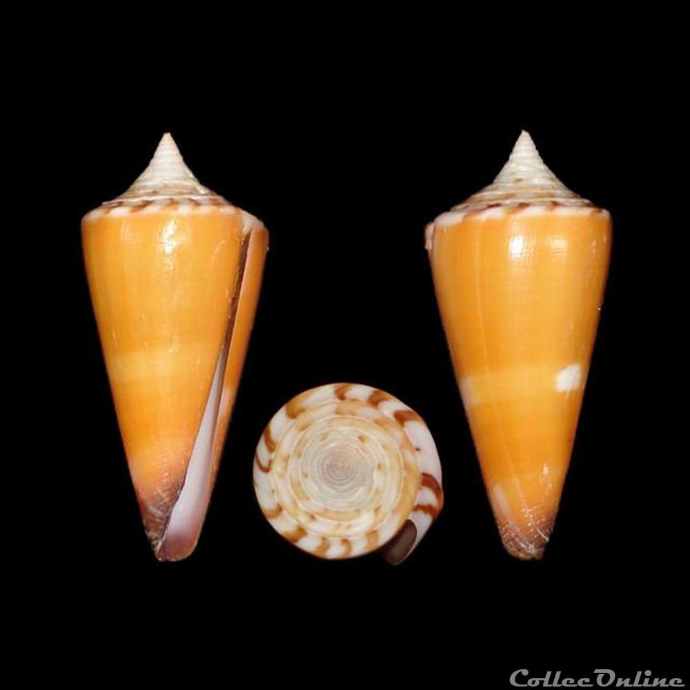 Strategoconus (Strategoconus) krabiensis (da Motta, 1982) coquillages fossiles gastropoda strategoconus strategoconus krabiensis da motta 1982