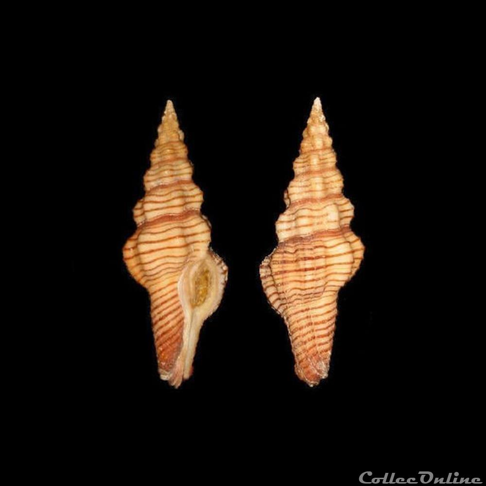 Fasciolariidae - Polygona infundibulum (Gmelin, 1791) coquillages fossiles gastropoda fasciolariidae polygona infundibulum gmelin 1791