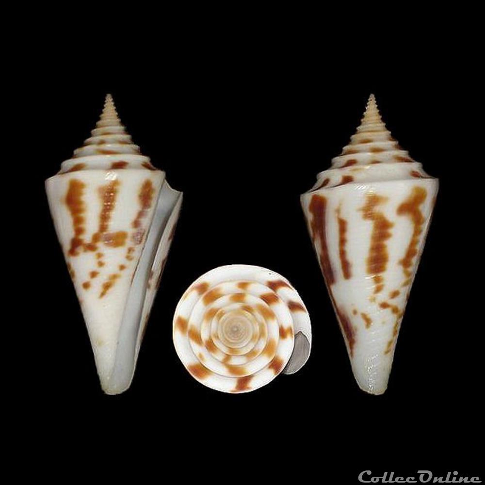 Kohniconus arcuatus (Broderip & Sowerby I, 1829) coquillages fossiles gastropoda kohniconus arcuatus broderip sowerby i 1829