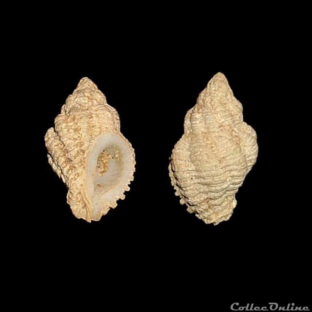 coquillage fossile gastropodum coralliophilidae coralliophila aberrans adams 1850