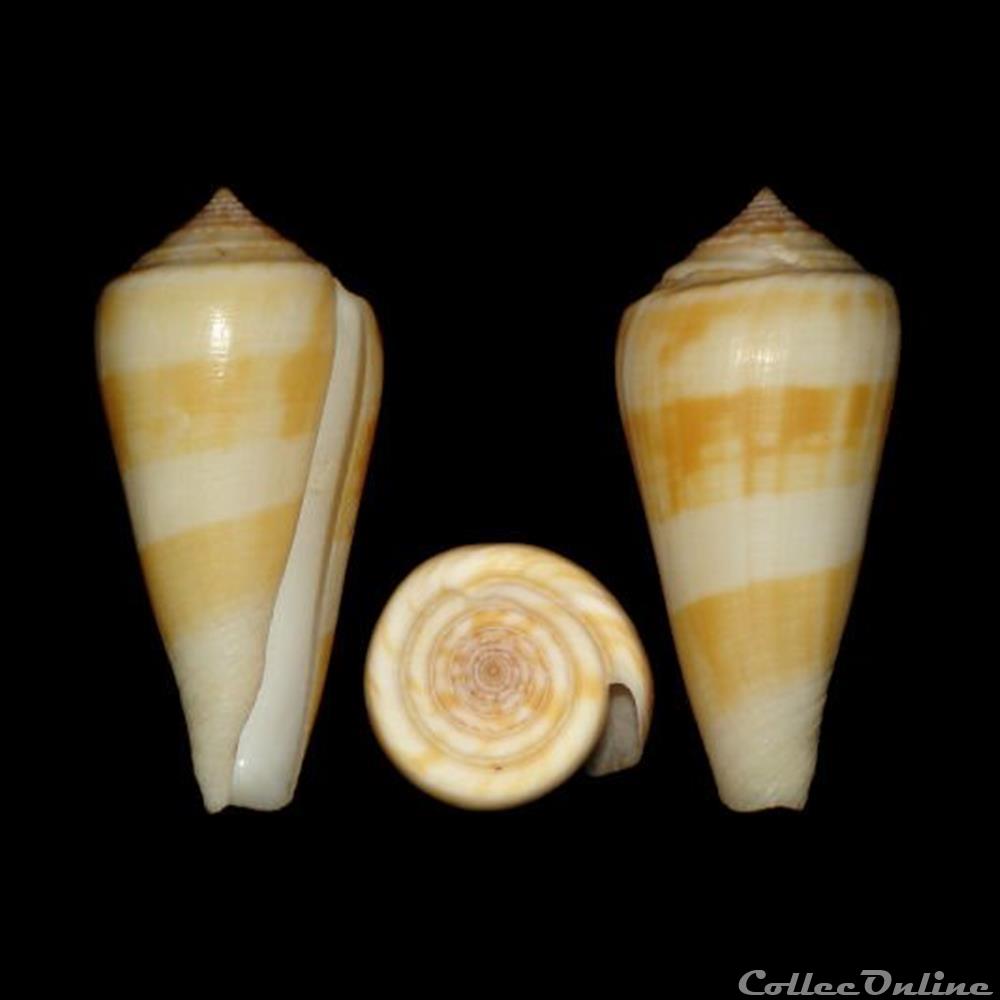 Pionoconus consors (Sowerby I, 1833) coquillages fossiles gastropoda pionoconus consors sowerby i 1833