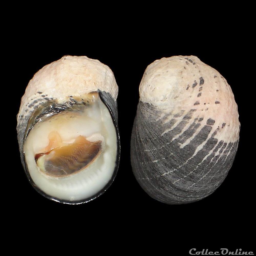 Neritidae - Nerita senegalensis (Gmelin, 1791) coquillages fossiles gastropoda neritidae nerita senegalensis gmelin 1791